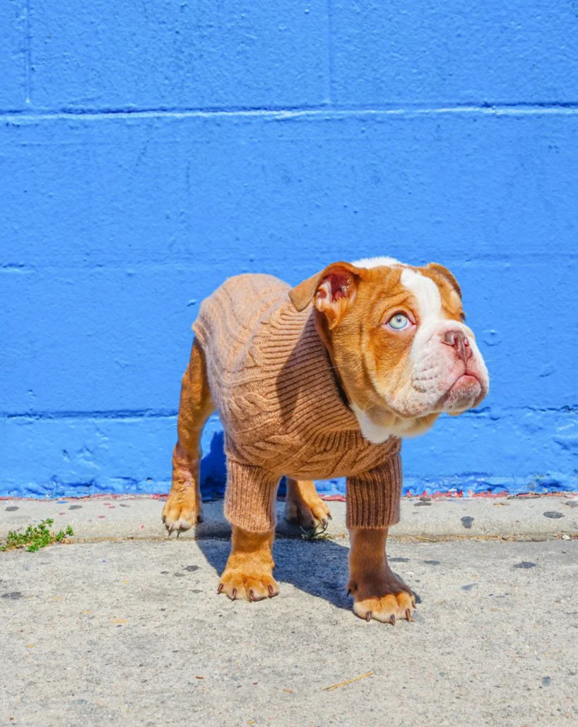 Cashmere Cableknit Sweater in Sand >>>FINAL SALE<<< - Image 5