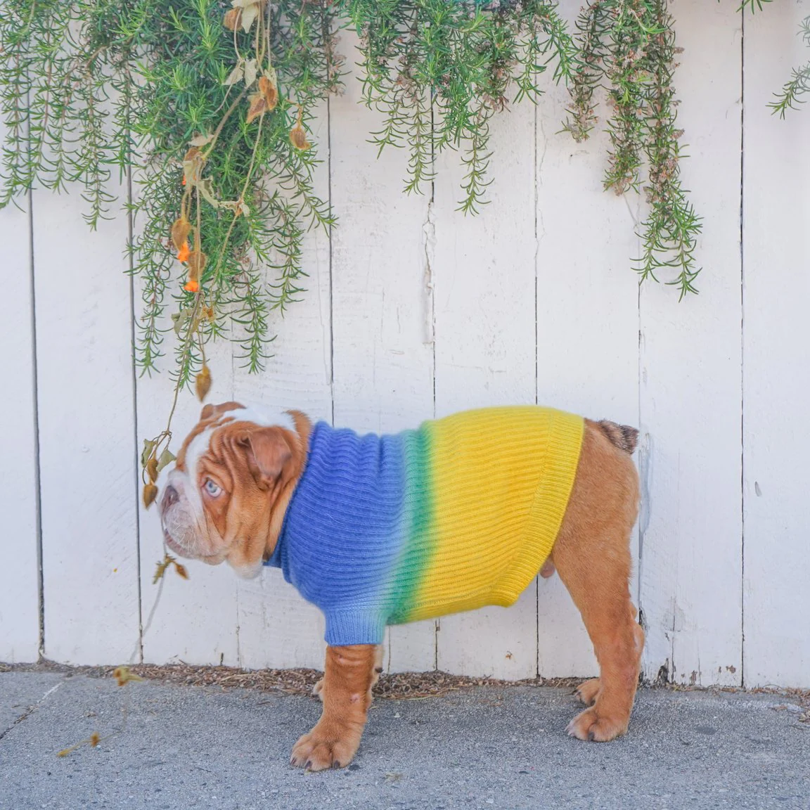 Tie-Dye Cashmere Blend Sweater in Blueberry & Pineapple << FINAL SALE >> - Image 6