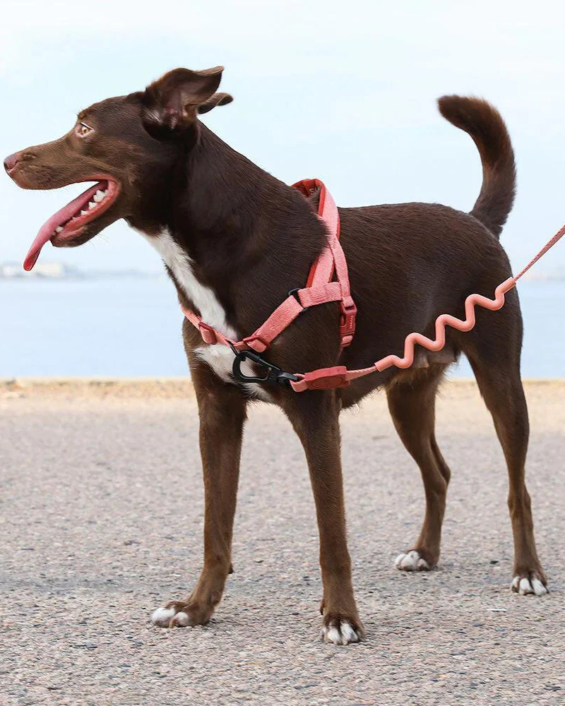 Ruff Leash for Dogs in Canyon (FINAL SALE) - Image 2
