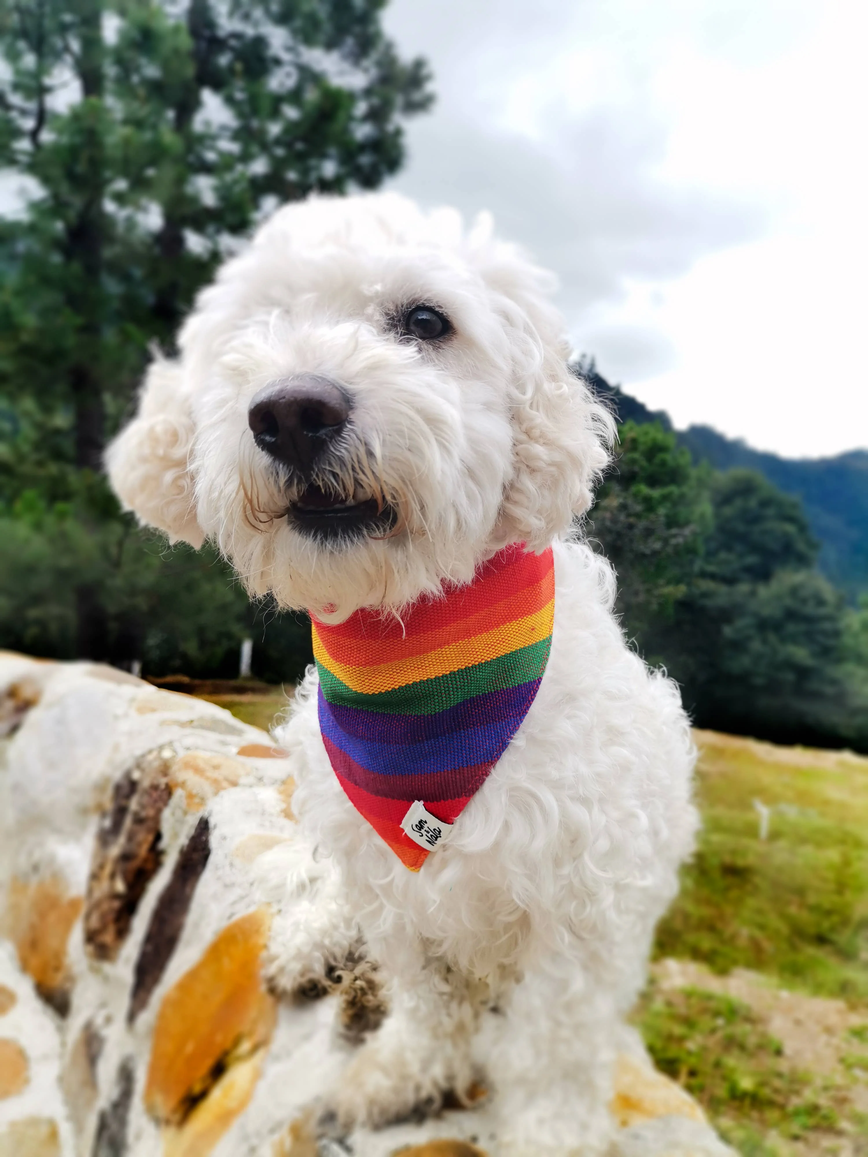 A Case Of Stripes Dog Bandana in Rainbow (FINAL SALE) - Image 5