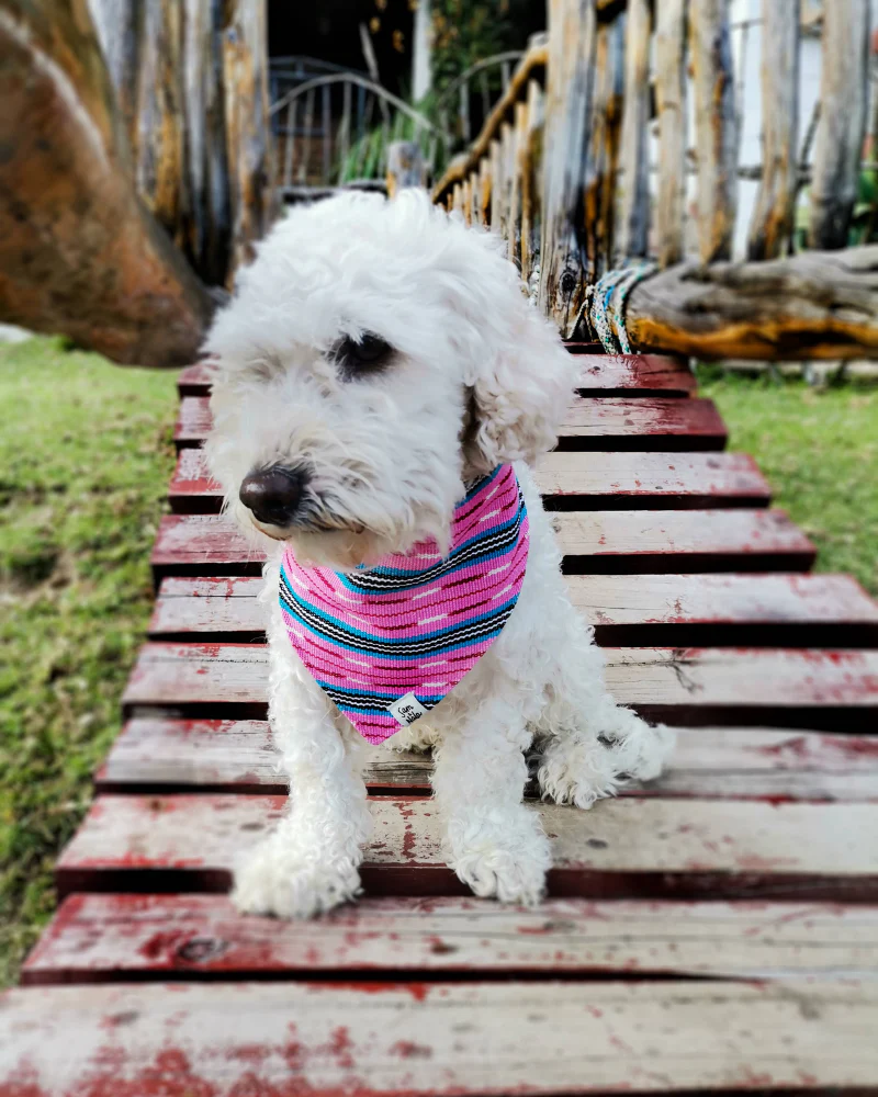 Bubblegum Alley Dog Bandana << CLEARANCE >> - Image 5
