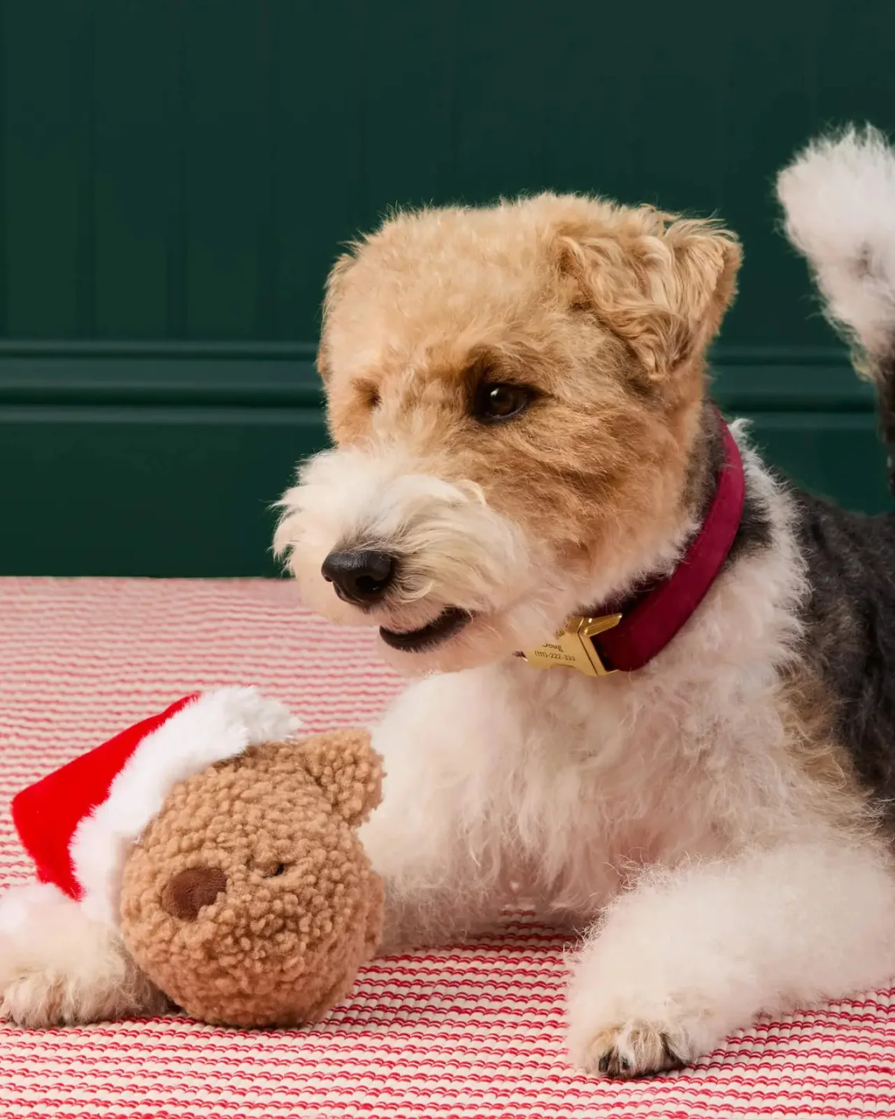 Santa Teddy Bear 2-in-1 Bounce Dog Toy - Image 3