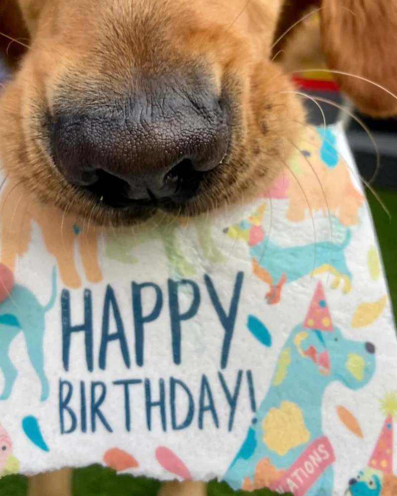 Edible Birthday Card for Dogs (Bacon Flavor) - Image 6
