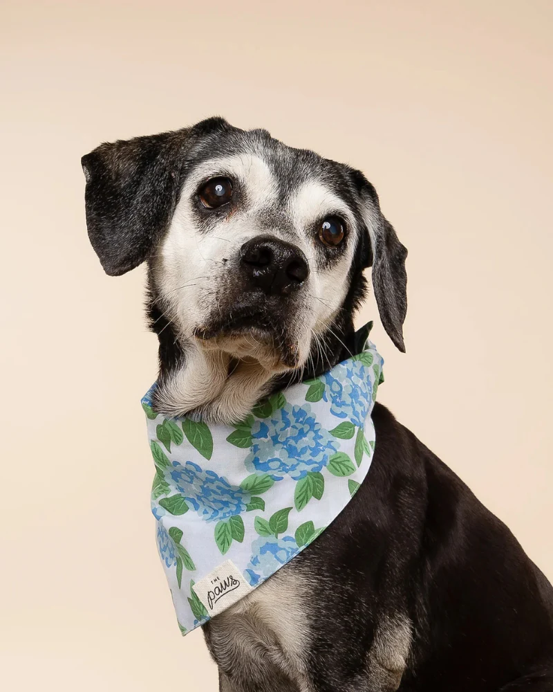 Sconset Floral Dog Bandana (FINAL SALE)