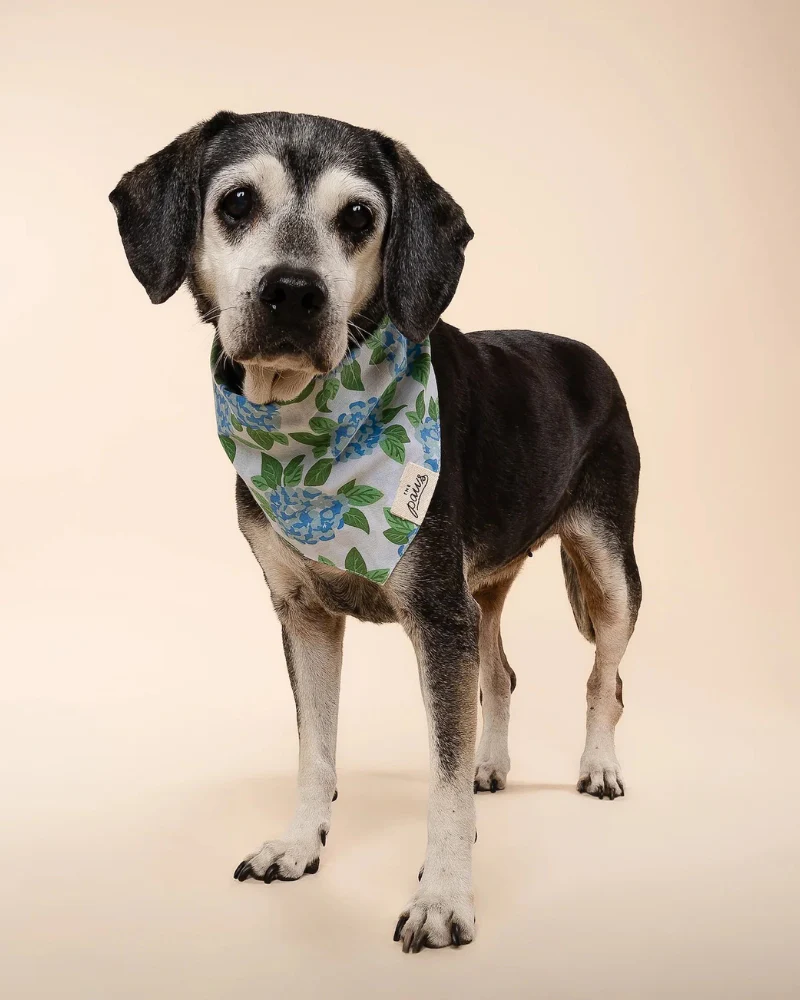 Sconset Floral Dog Bandana (FINAL SALE) - Image 3