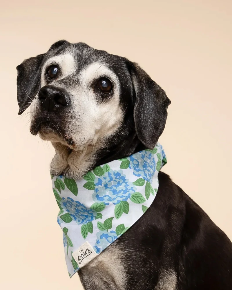 Sconset Floral Dog Bandana (FINAL SALE) - Image 4