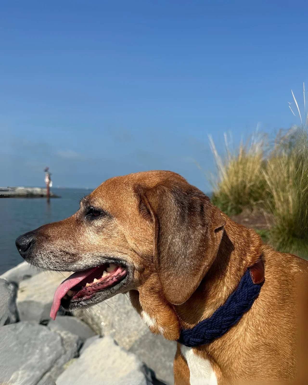 Seaside Cotton Woven Rope Dog Collar in Navy - Image 3