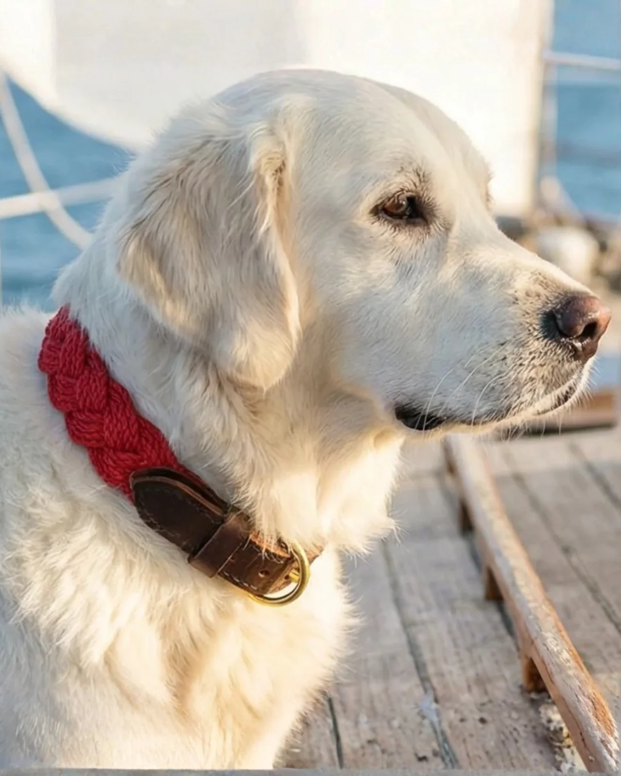 Seaside Cotton Woven Rope Dog Collar in Red