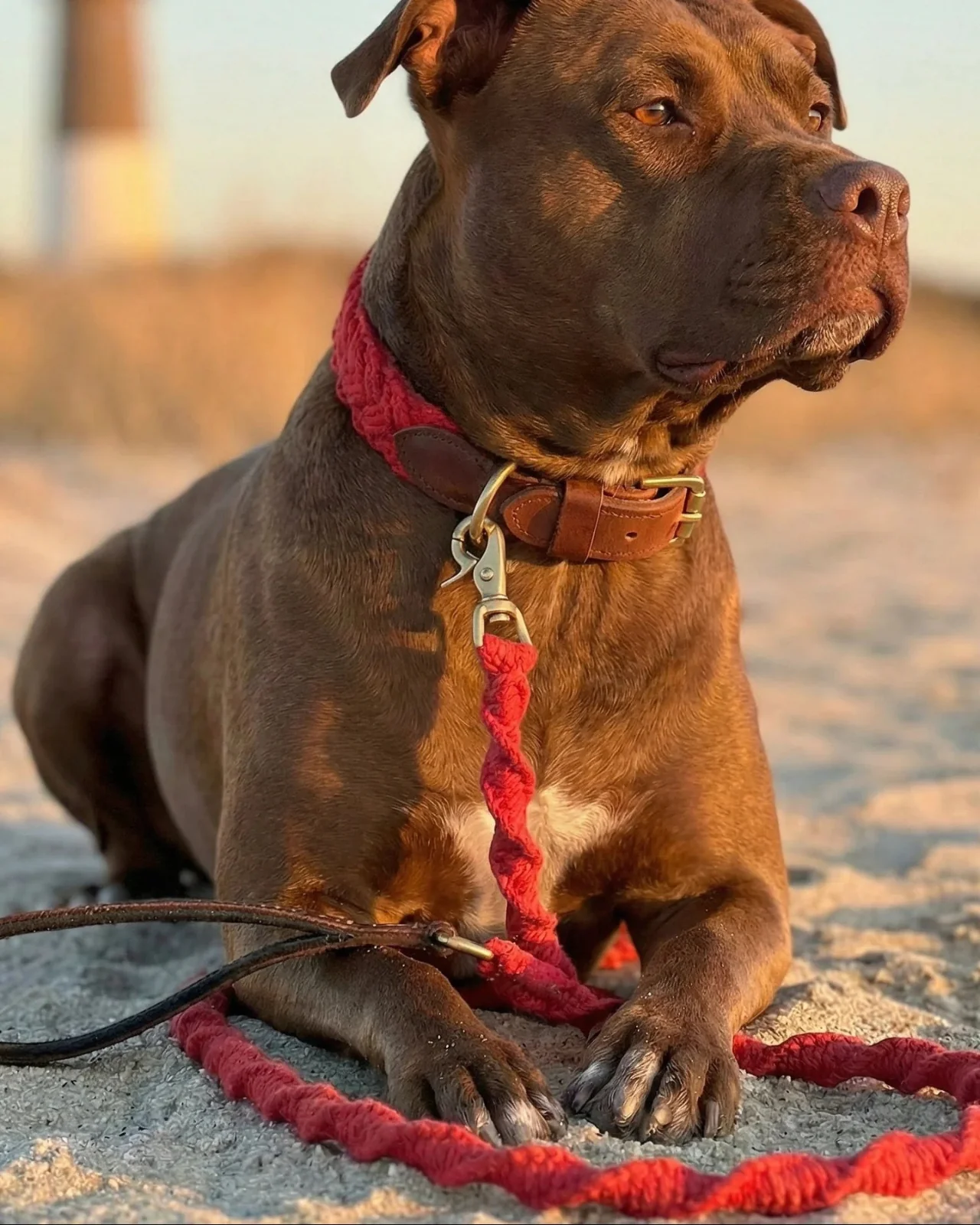 Seaside Cotton Woven Rope Dog Collar in Red - Image 3