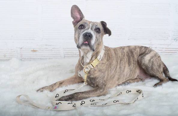 SHED | Grrl Power Leash - Image 4