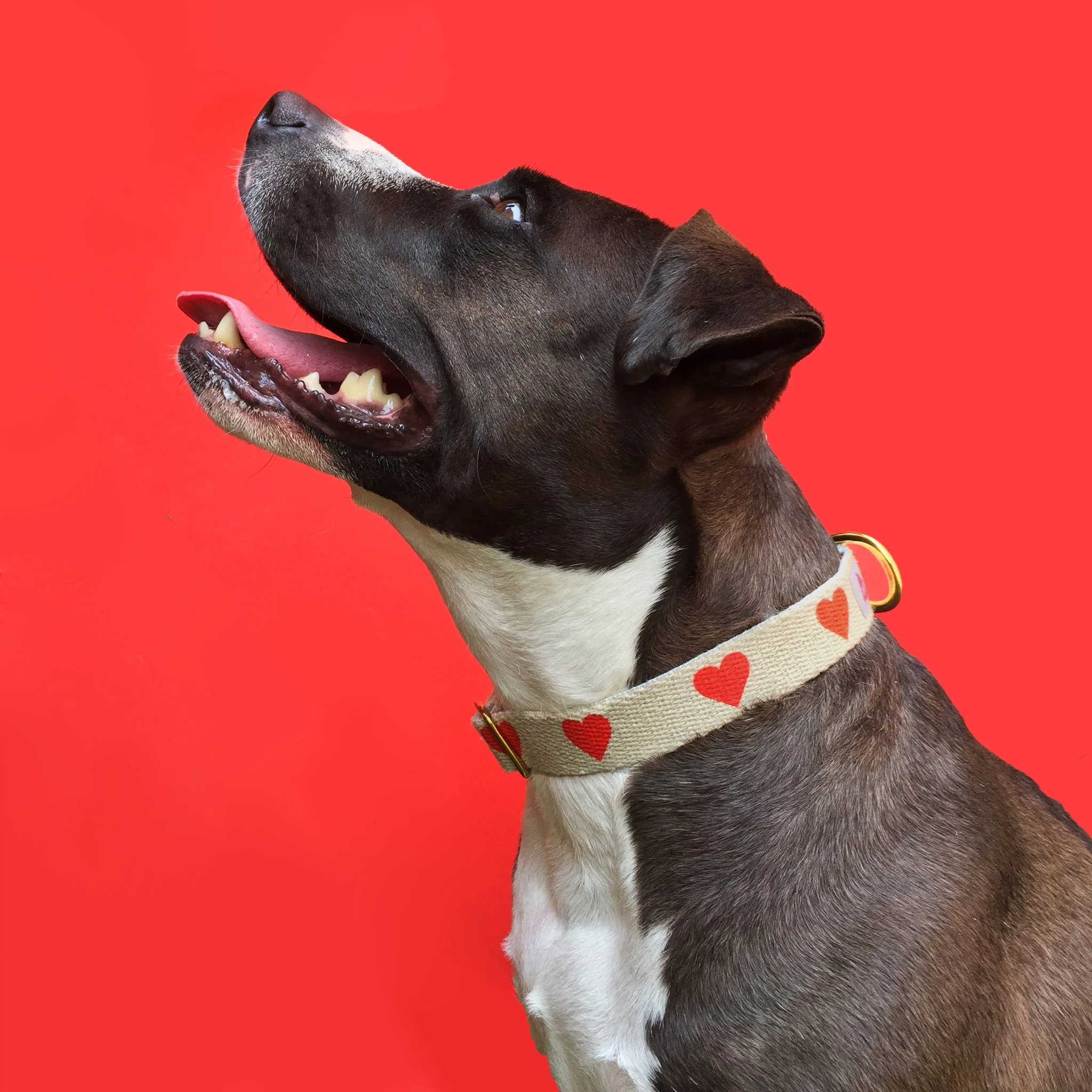 SHED | Heart Collar - Image 2