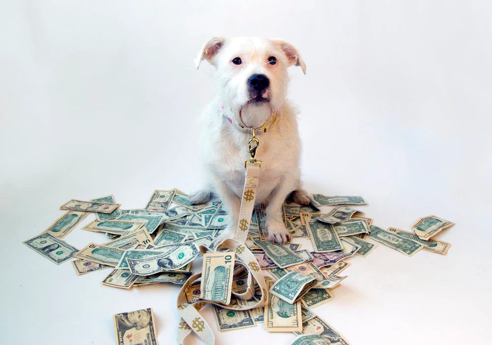 SHED | $$$ Leash - Image 3