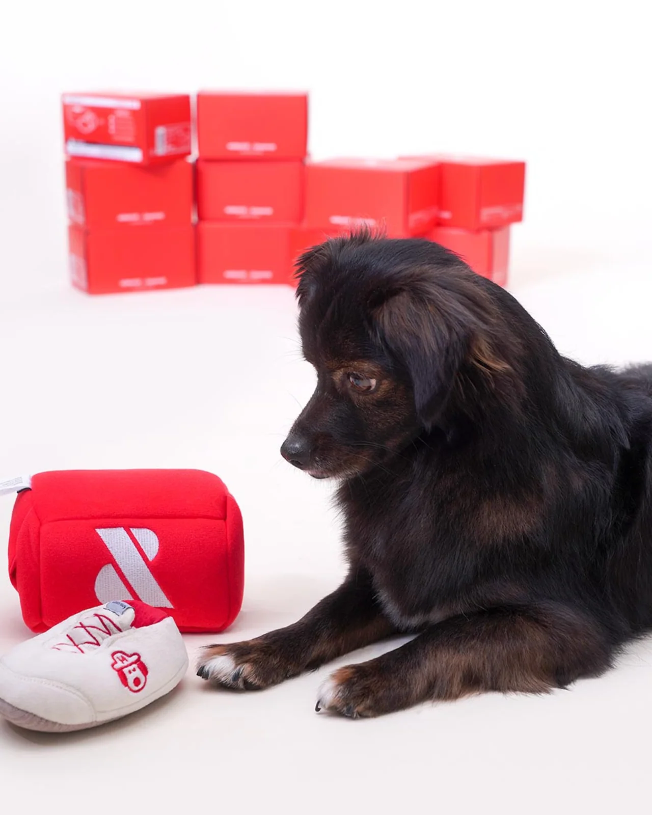 Shoe Box Nosework Toy (FINAL SALE) - Image 5