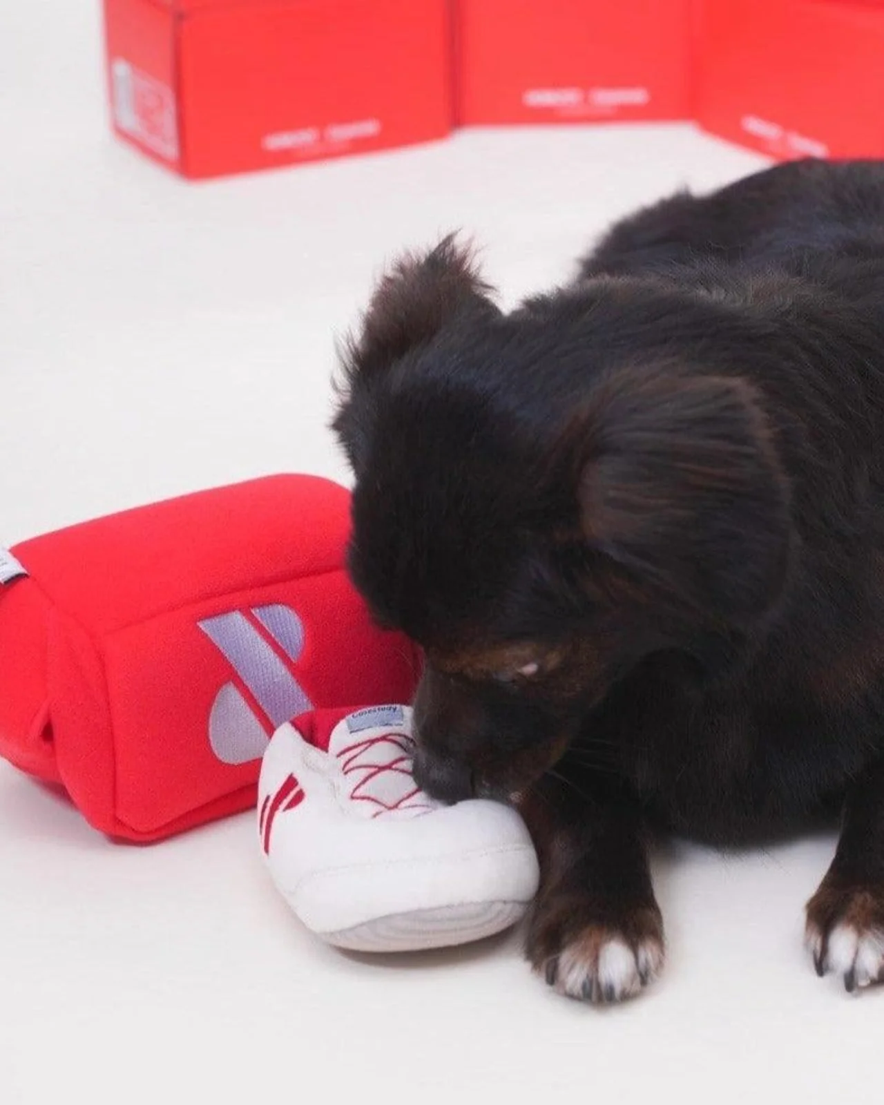 Shoe Box Nosework Toy (FINAL SALE) - Image 6