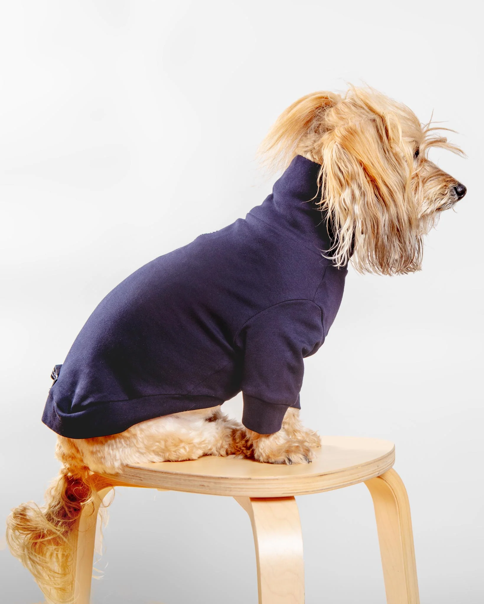 Cotton Pullover Dog T-Shirt in Lavender or Navy (FINAL SALE) - Image 2