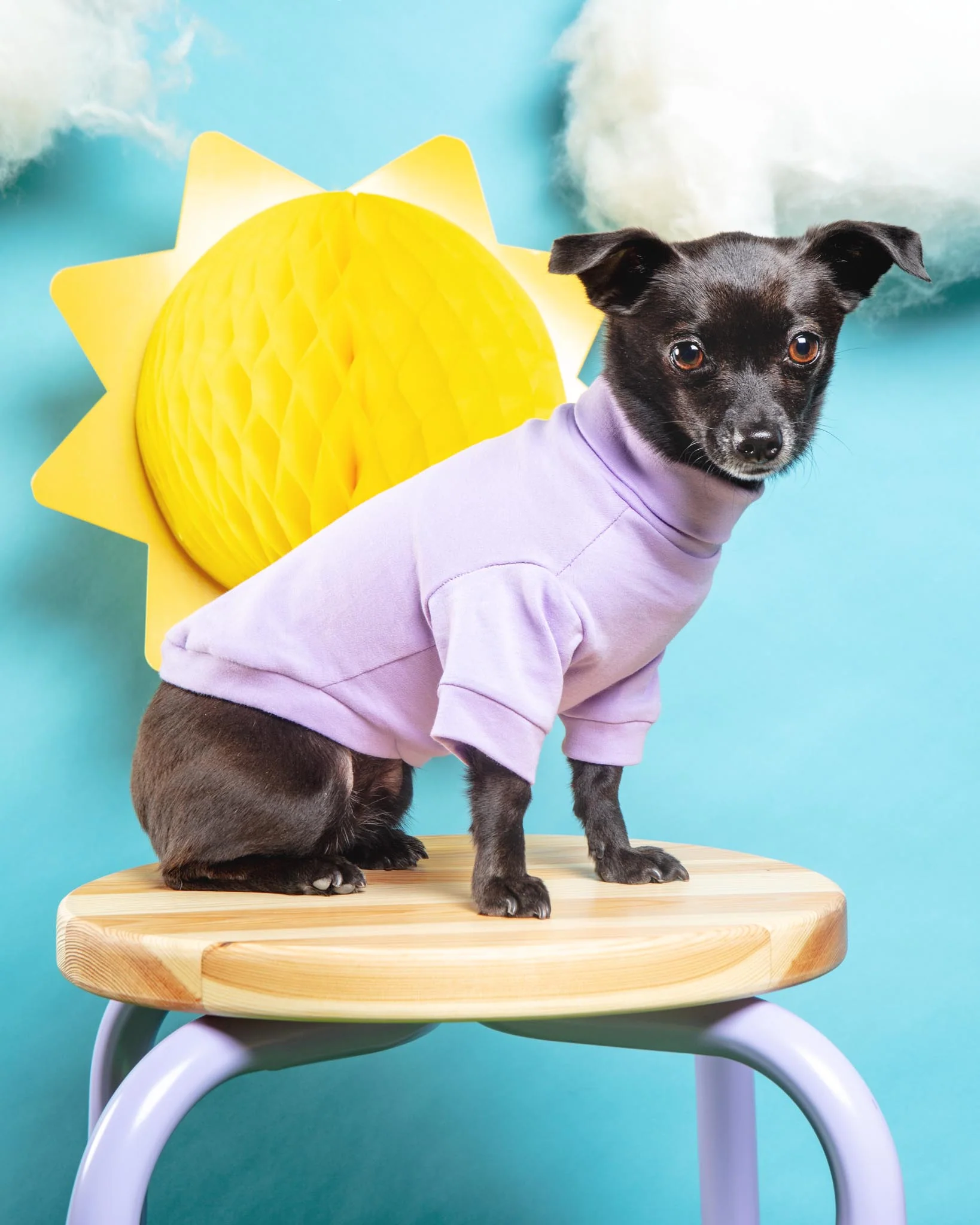 Cotton Pullover Dog T-Shirt in Lavender or Navy (FINAL SALE) - Image 5