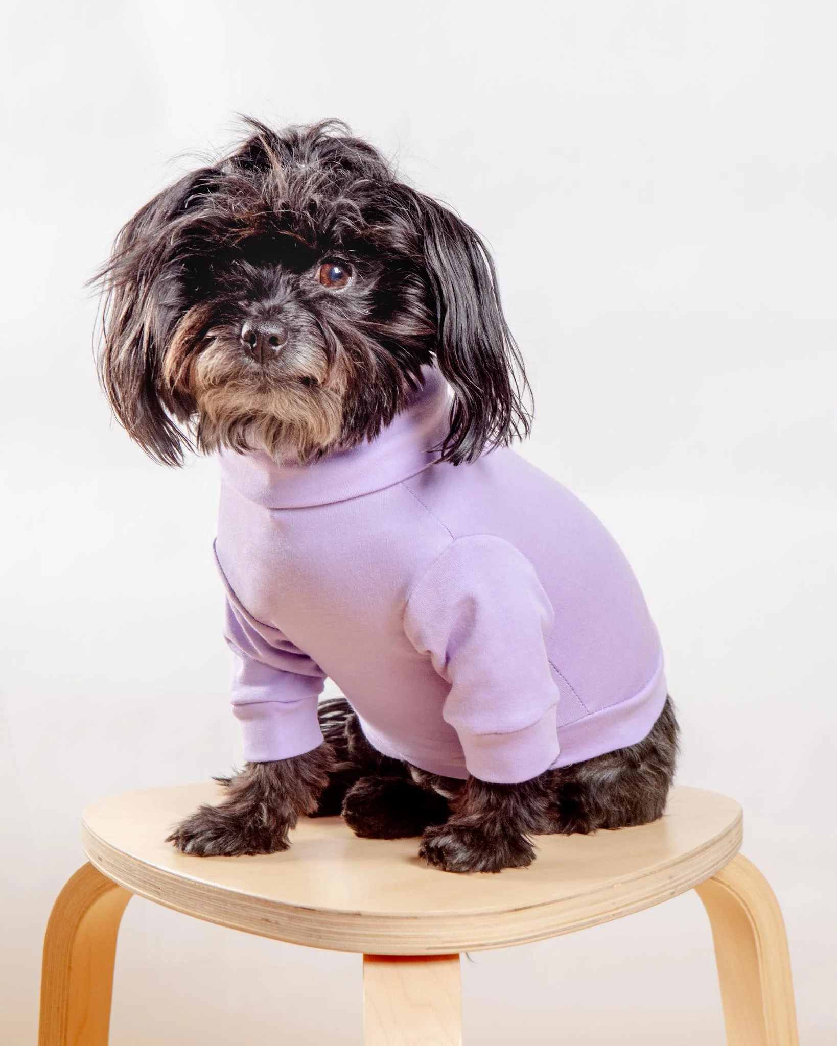 Cotton Pullover Dog T-Shirt in Lavender or Navy (FINAL SALE) - Image 6