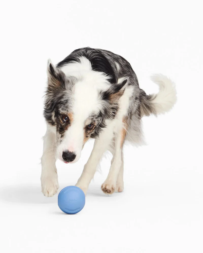 Signature Ball Interactive Dog Toy - Image 8
