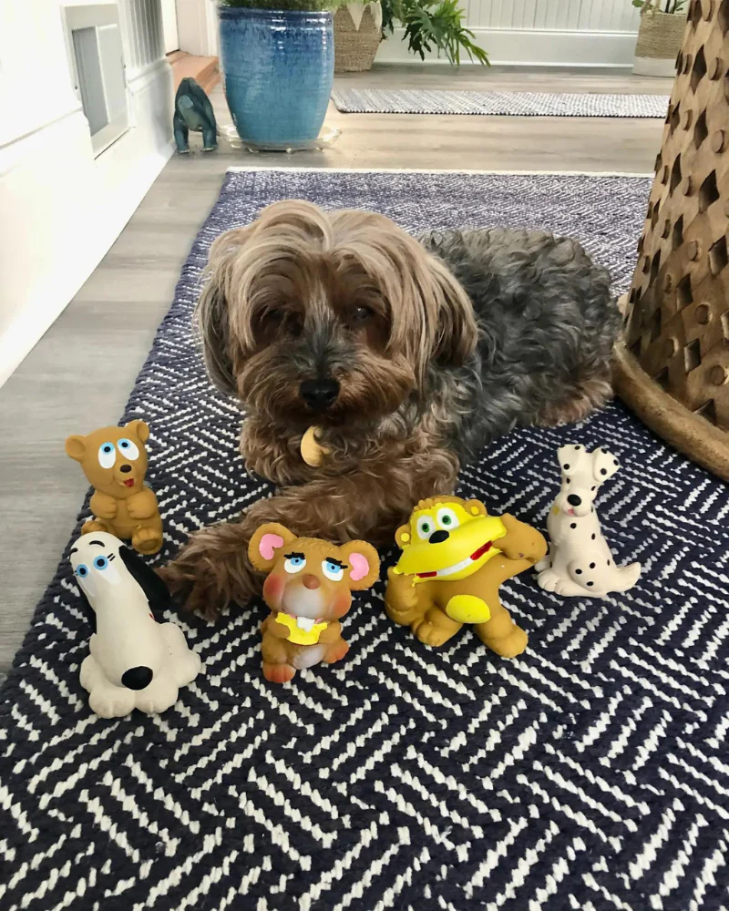 Silly Latex Dog Toys (6-Pack) - Image 5
