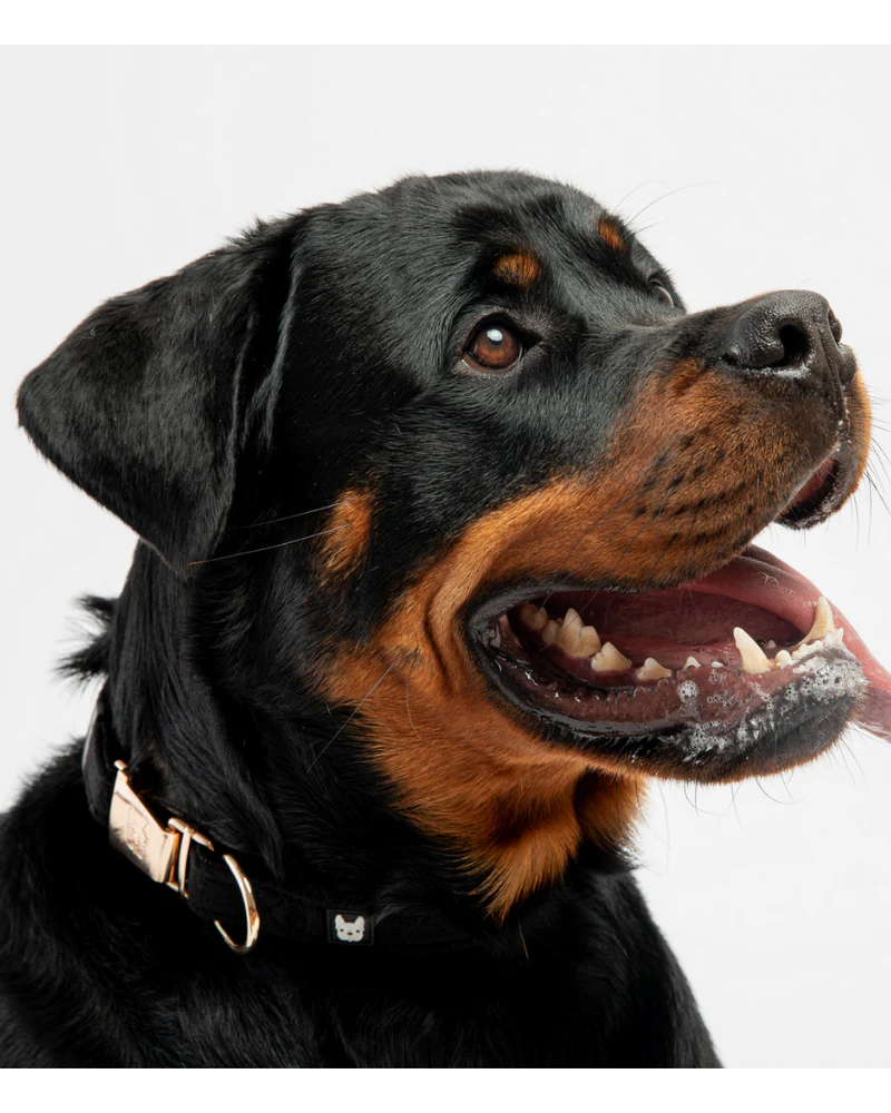 Aquafleece Water Repellant Dog Collar in Black (FINAL SALE) - Image 4