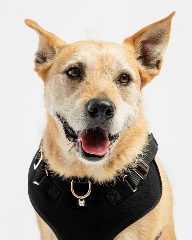 Aquafleece Water Repellant Dog Harness in Black<br>(FINAL SALE) - Image 5