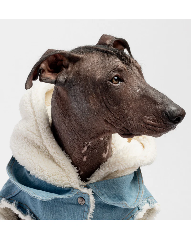 Justin Denim & Shearling Dog Jacket<br>((FINAL SALE)) - Image 2