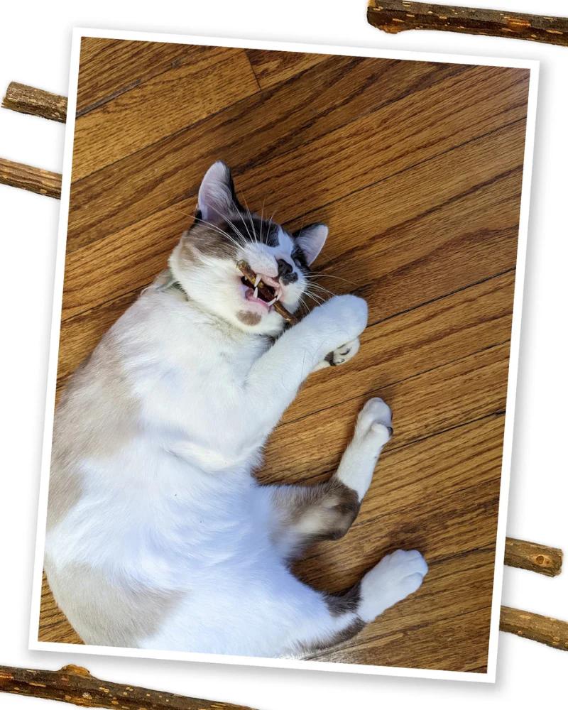 Silvervine Cat Sticks (6-Pack) - Image 5