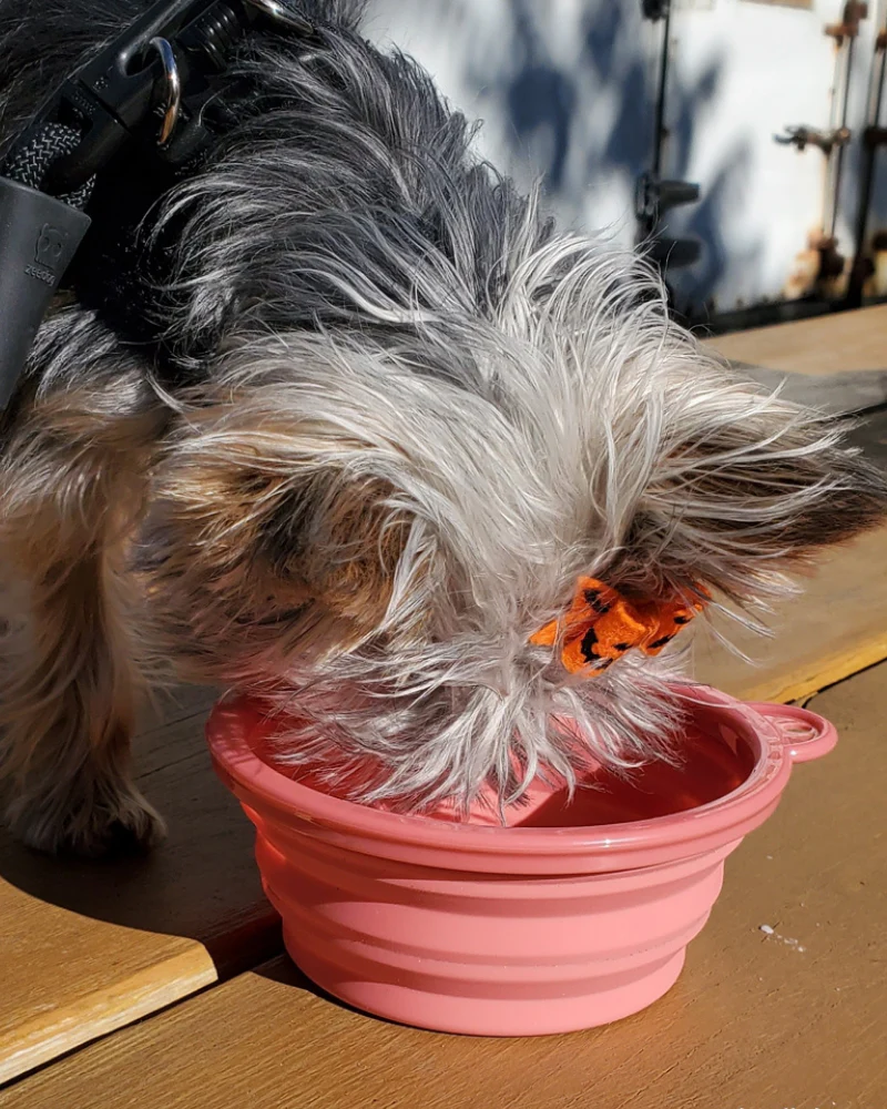 Single Travel Dog Bowl in Pink - Image 3