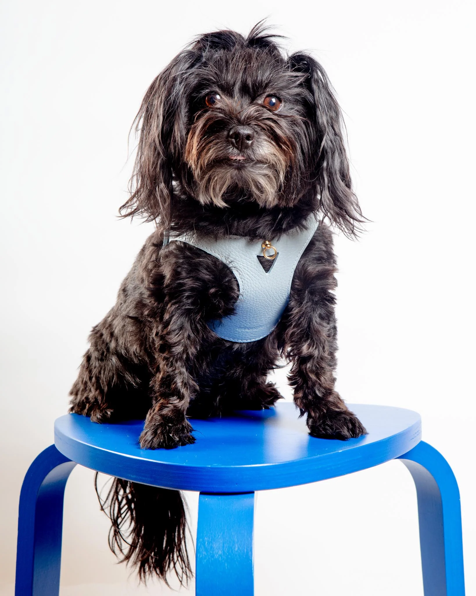 Juno Leather Dog Harness in Sky Blue (Made in Italy) (FINAL SALE)