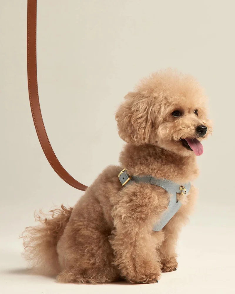 Juno Leather Dog Harness in Sky Blue (Made in Italy) (FINAL SALE) - Image 11