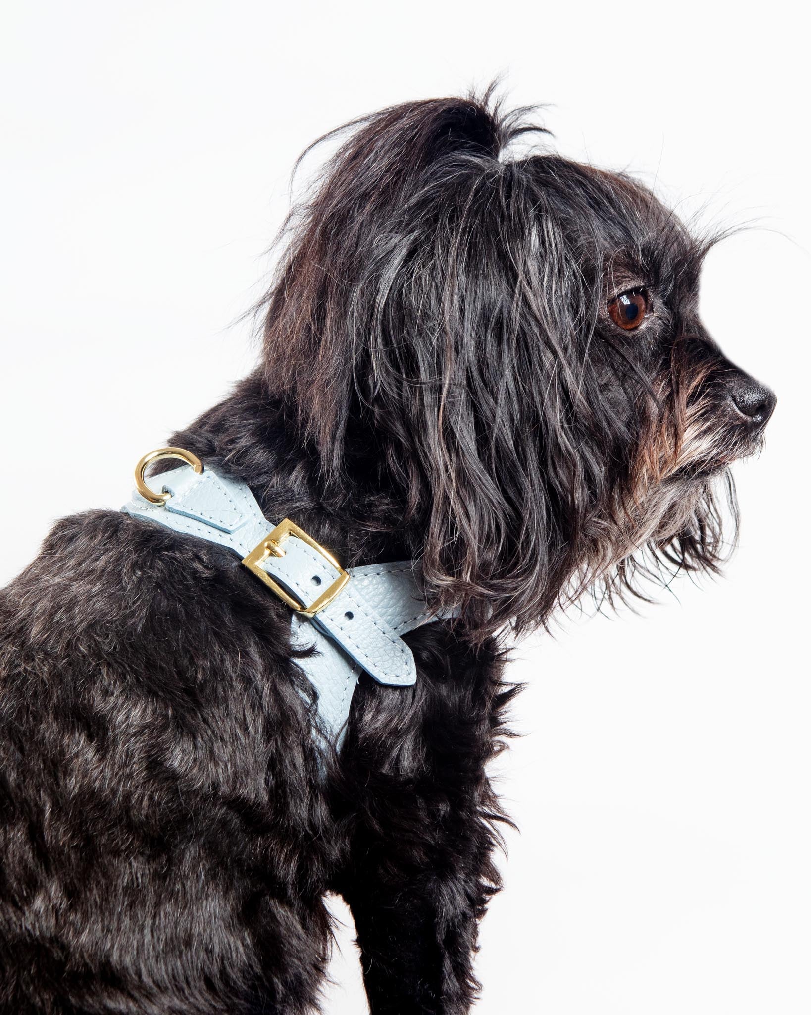 Juno Leather Dog Harness in Sky Blue (Made in Italy) (FINAL SALE) - Image 4