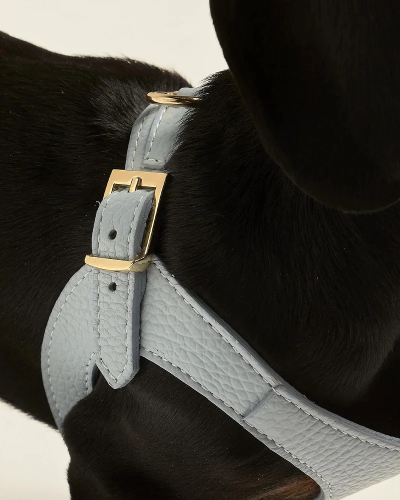 Juno Leather Dog Harness in Sky Blue (Made in Italy) (FINAL SALE) - Image 5