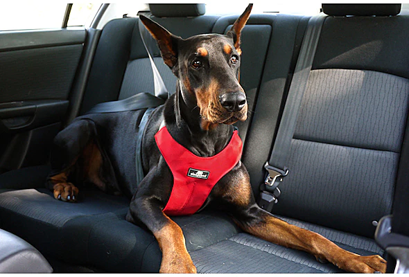 Safety Car Harness in Black (Clickit Sport Plus) (FINAL SALE) - Image 3