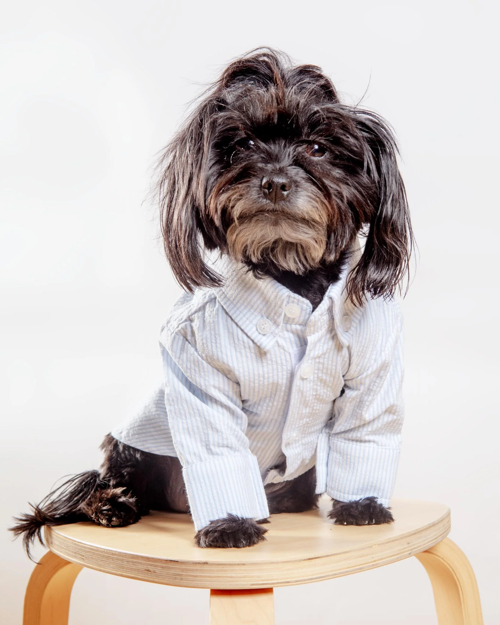 Slim Fit Organic Cotton Button Down Dog Shirt in Striped Blue (FINAL SALE) - Image 3