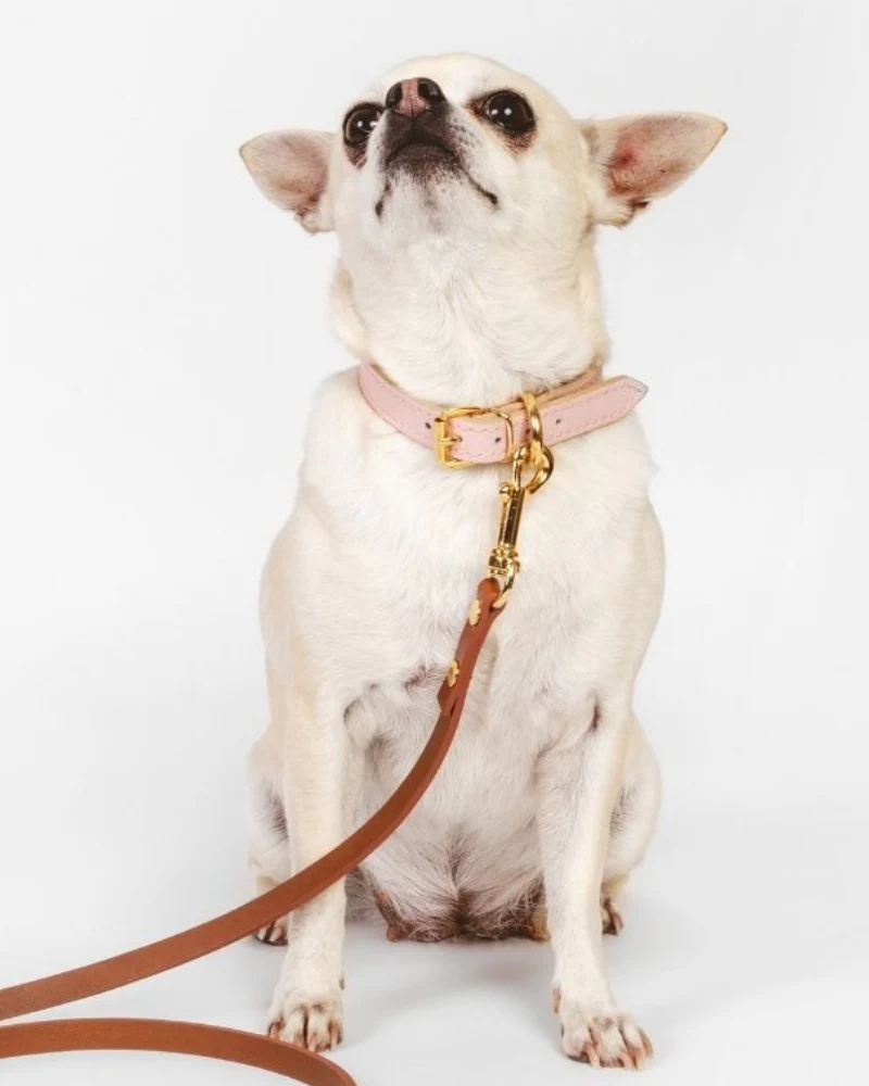 Small Dog Collar in Blush Pink Leather (Made in Italy) (FINAL SALE) - Image 5