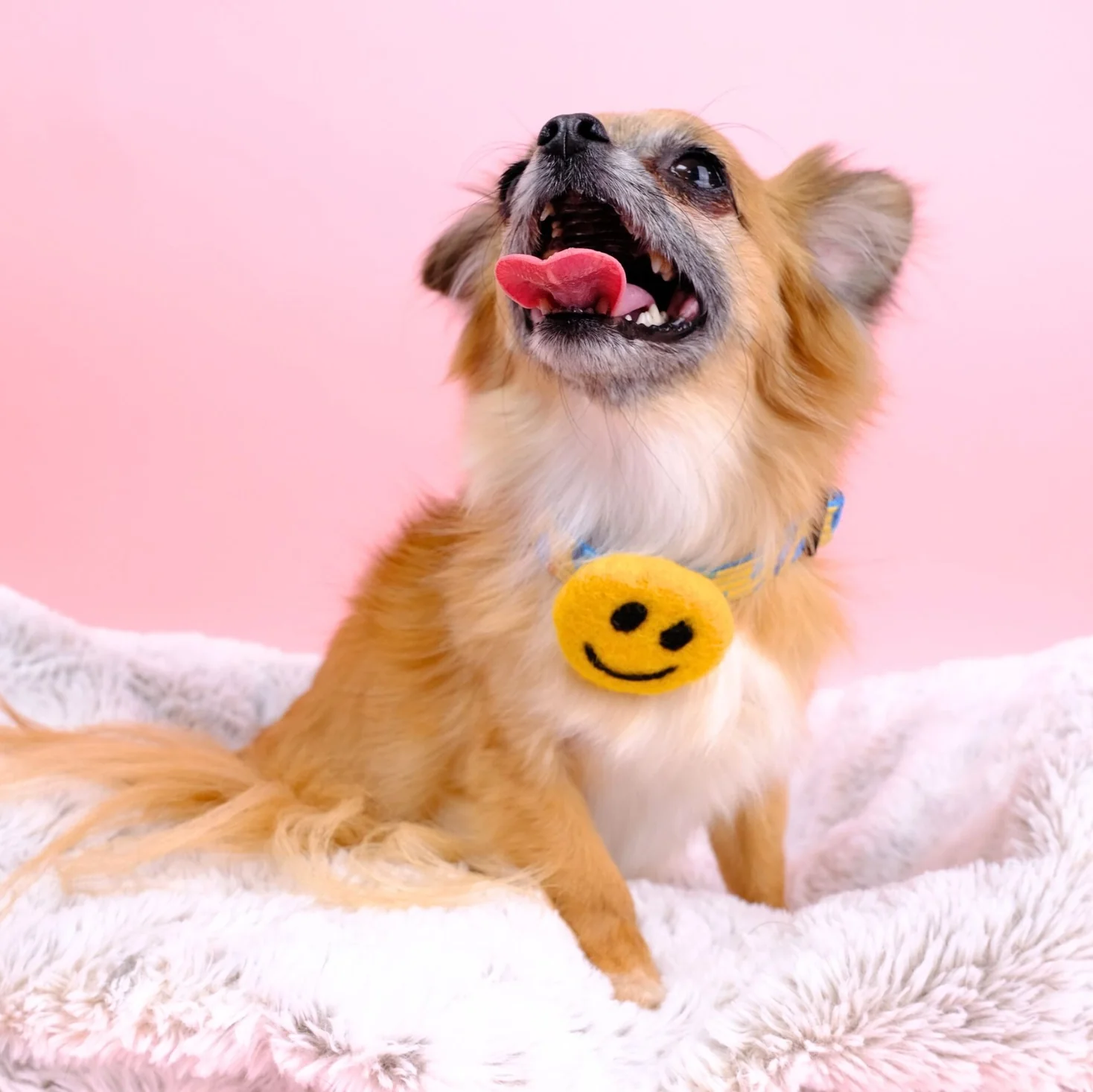 Smiley Face Collar Accessory (Made in the USA) - Image 2