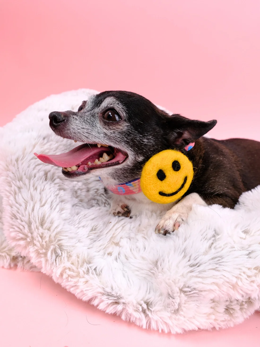 Smiley Face Collar Accessory (Made in the USA) - Image 5