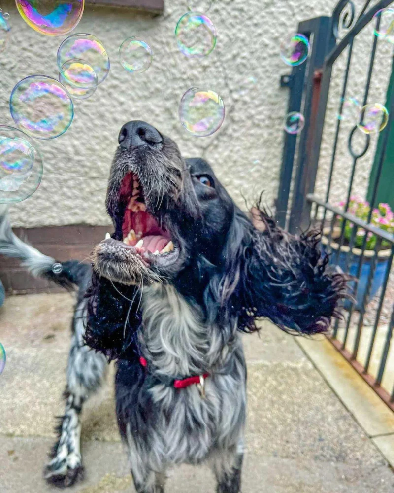 Smokey Bacon Dog Bubbles - Image 6