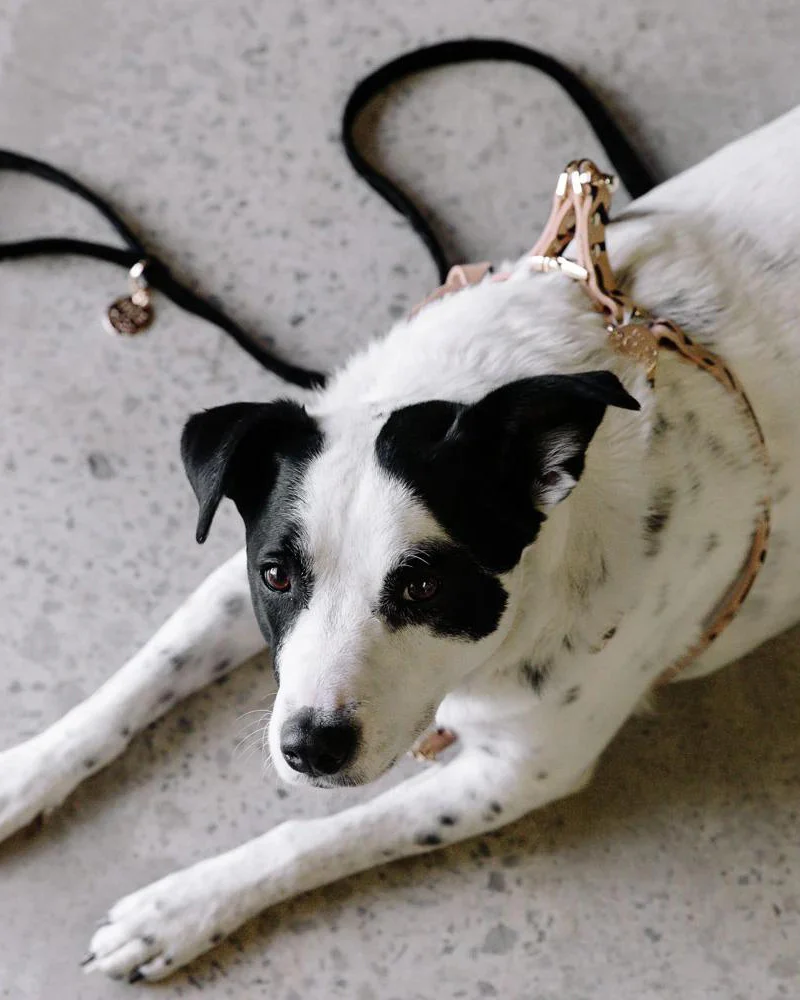Tiggy Leather Dog Harness (FINAL SALE) - Image 4