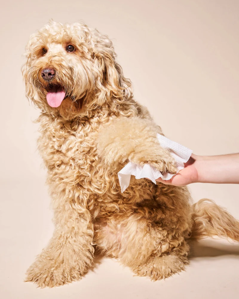 So Fresh, So Clean Prebiotic Dog Wipes - Image 5