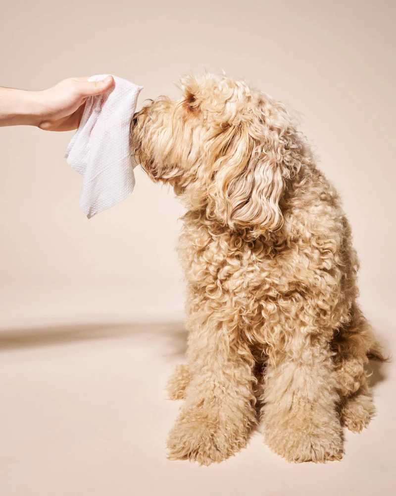 So Fresh, So Clean Prebiotic Dog Wipes - Image 6