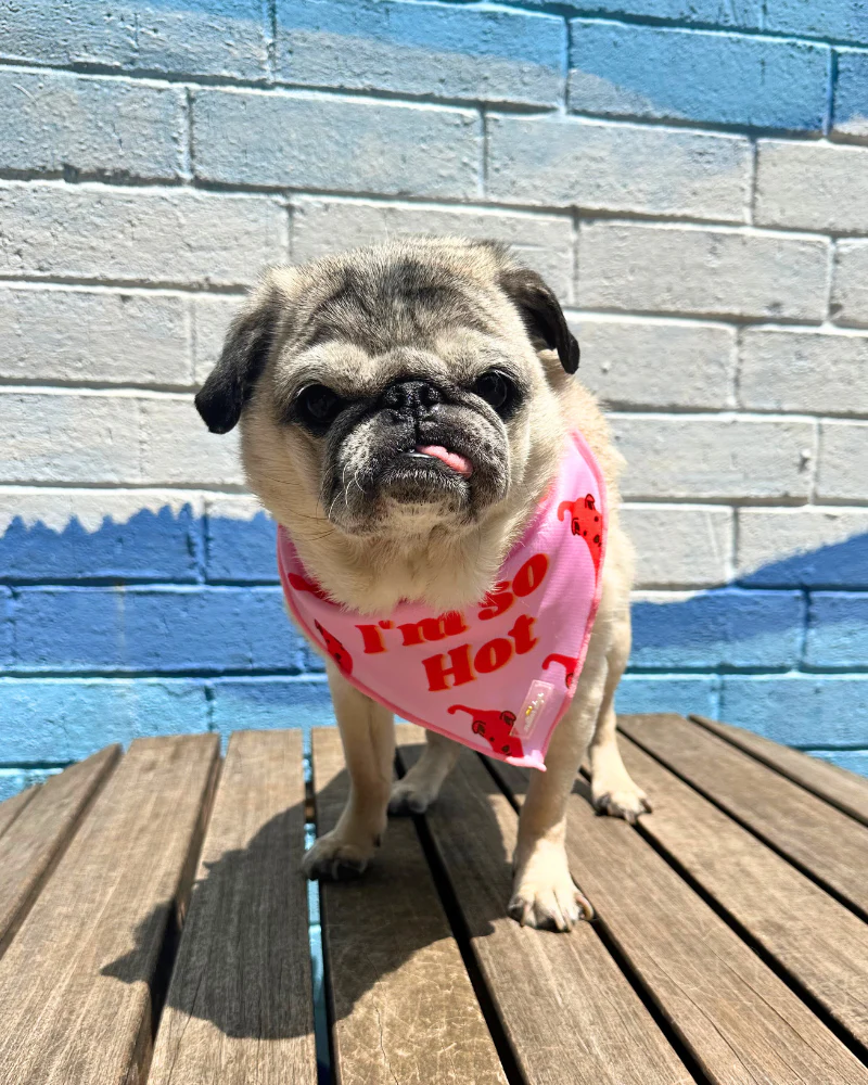 So Hot Cooling Dog Bandana (Made in the USA) (CLEARANCE)