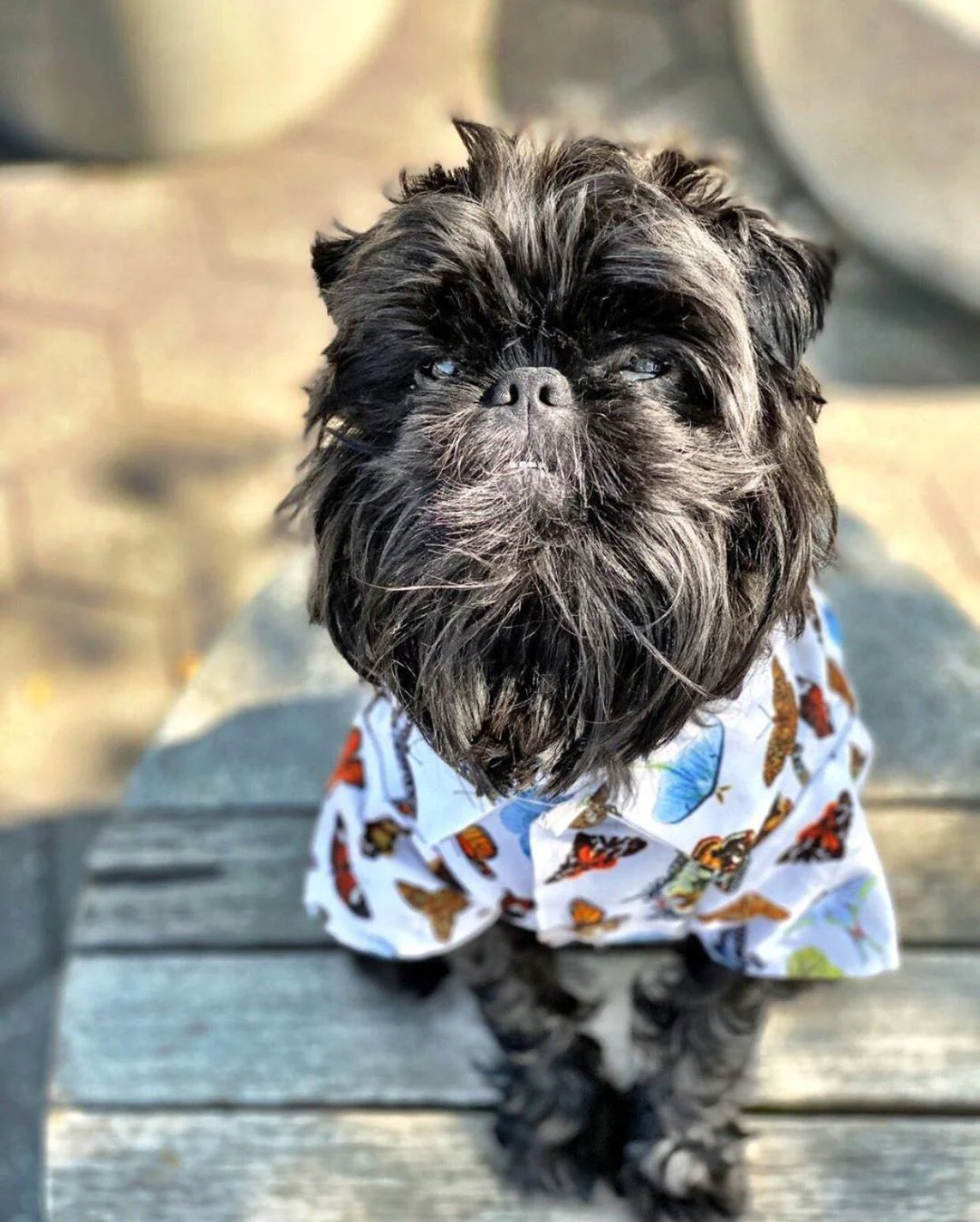 Social Butterfly Button-Down Dog Shirt (FINAL SALE) - Image 3
