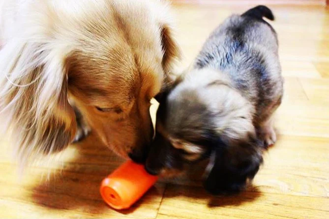 Durable Can Toy in Orange (Small) << FINAL SALE >> - Image 5