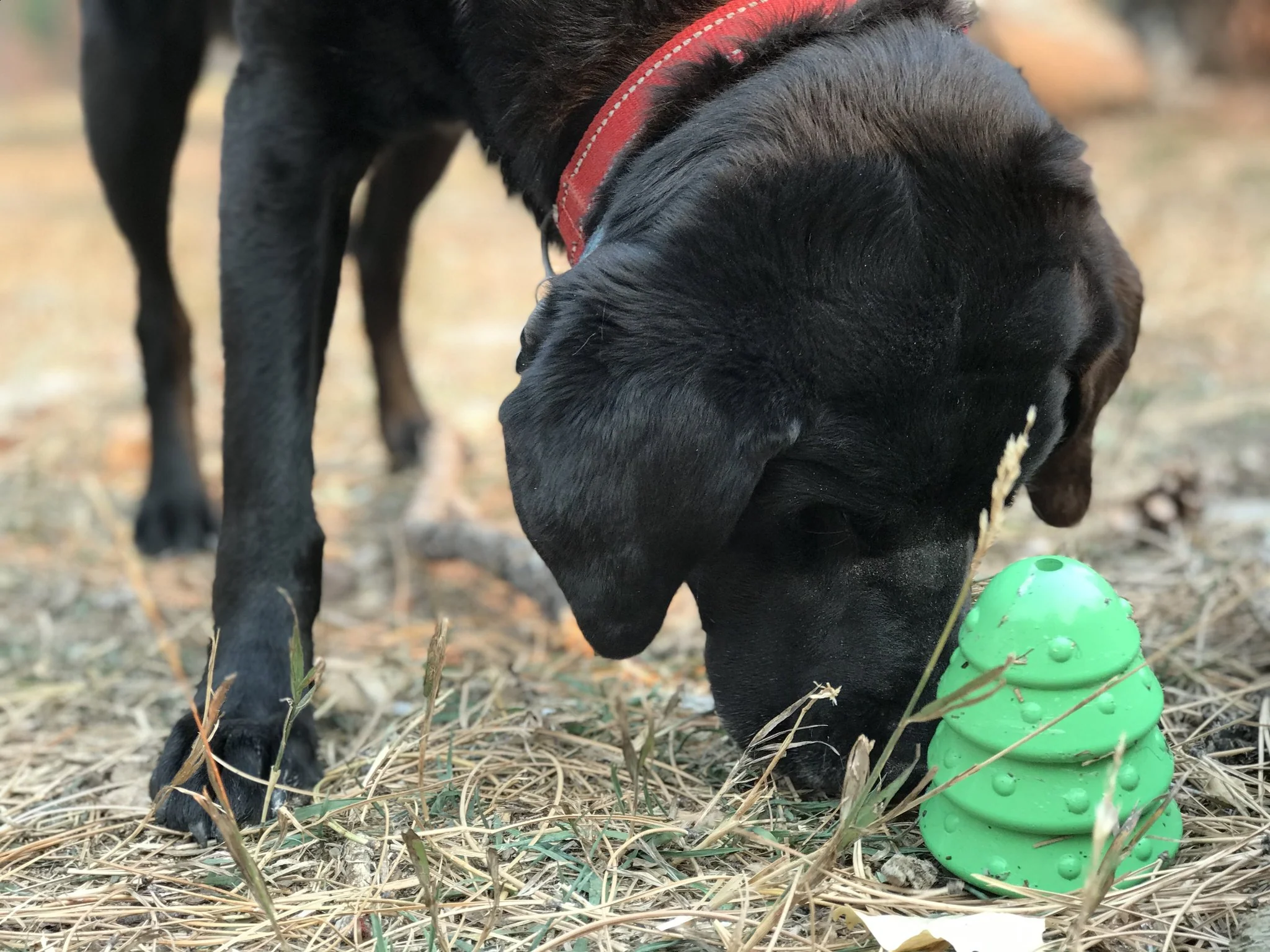 Durable Rubber Christmas Tree Chew Toy & Dog Treat Dispenser - Image 4