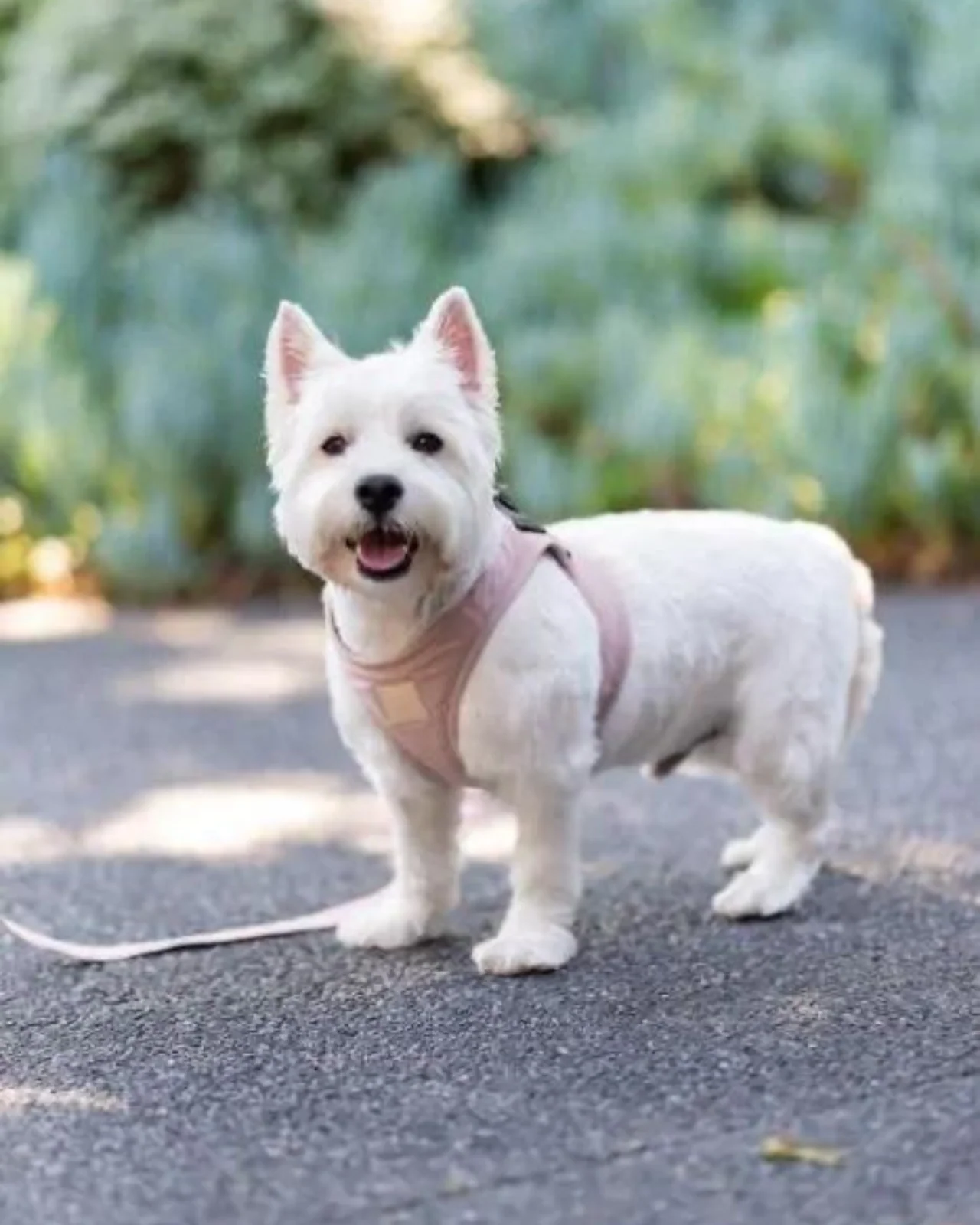Soft Fabric Step-In Dog Harness in Blush - Image 4