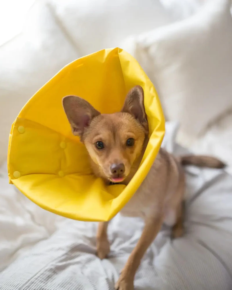 Premium Soft Pet Recovery Cone (Made in the USA) (FINAL SALE) - Image 4