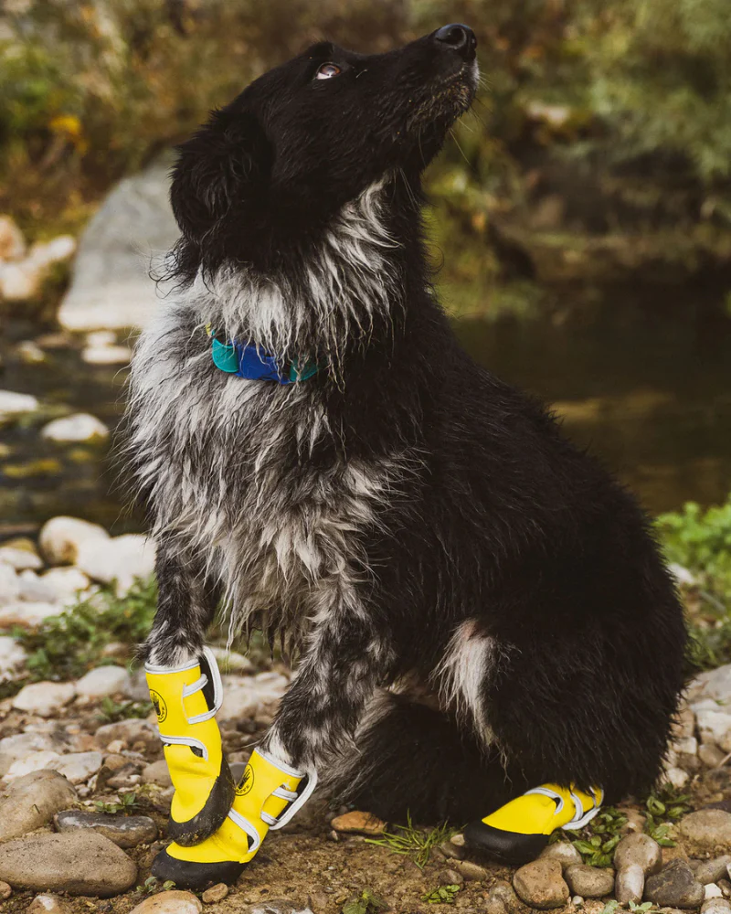 Soft Neoprene Paw Protector Booties - Image 6