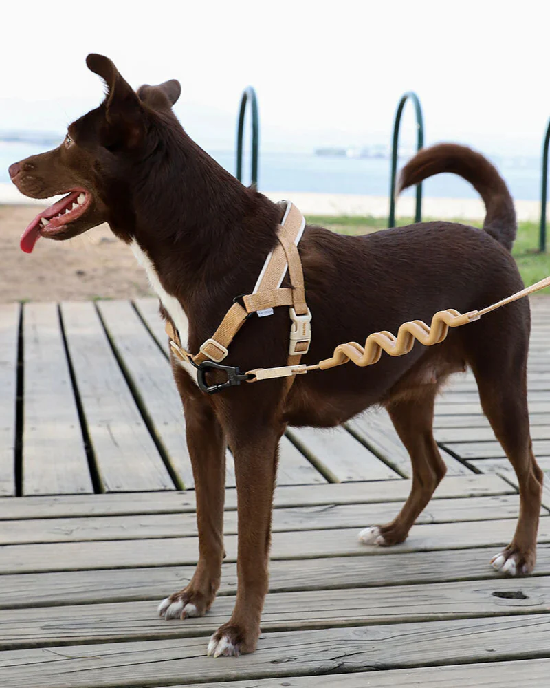 SofterWalk No-Pull Dog Harness in Dune (FINAL SALE) - Image 2