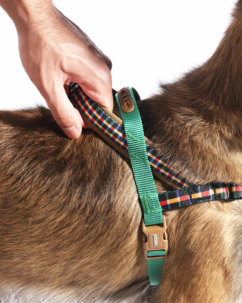 SofterWalk No-Pull Dog Harness in Travis - Image 2